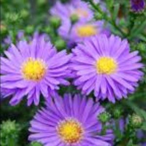 Meet your Posher, Shawn